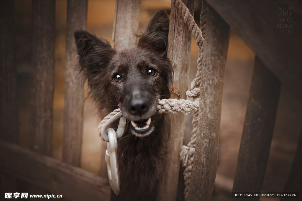 动物 宠物 狗 猫