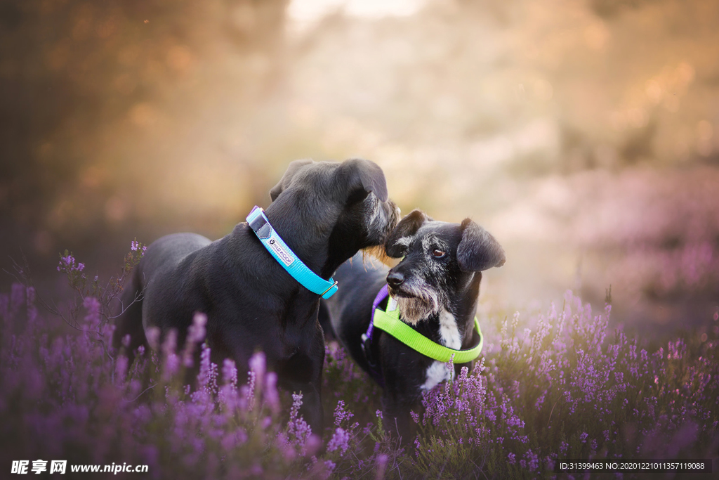 动物 宠物 狗 猫