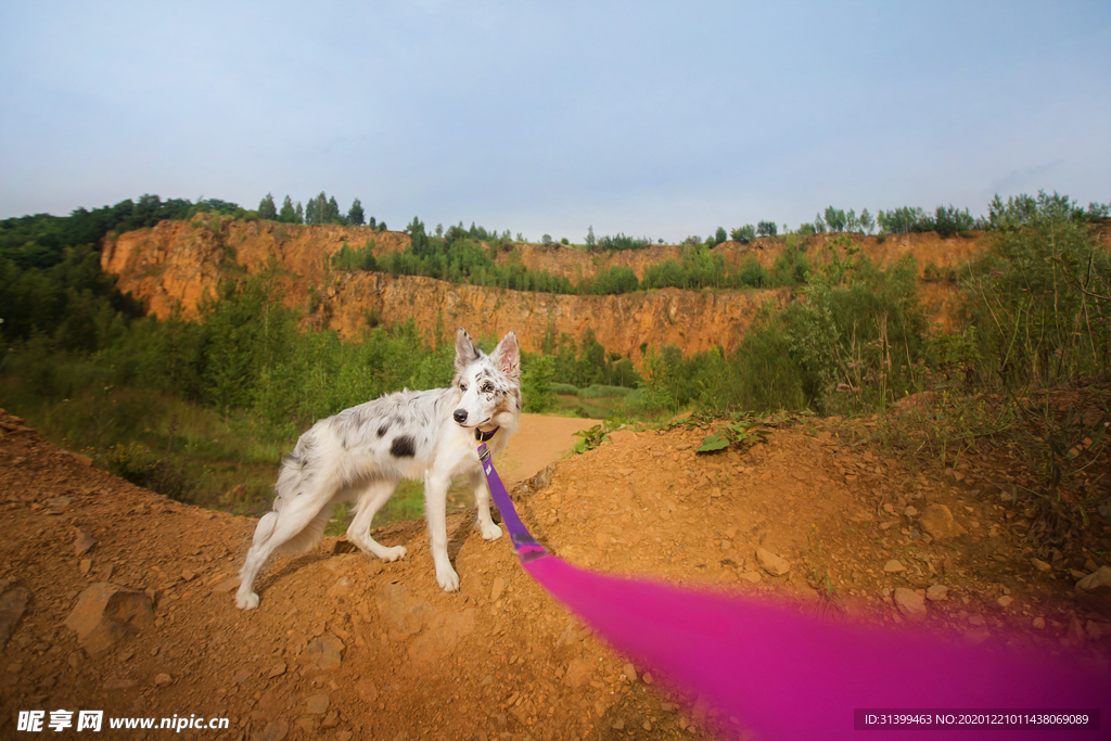动物 宠物 狗 猫