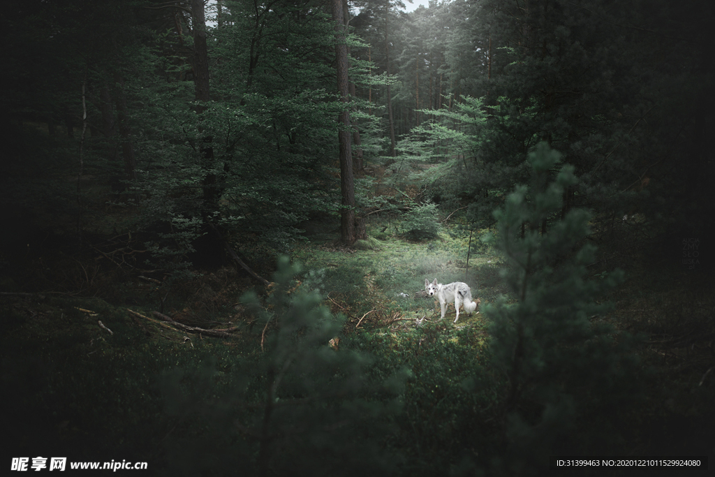 动物 宠物 狗 猫