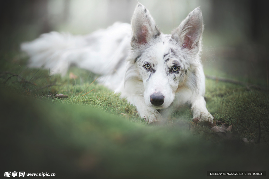 动物 宠物 狗 猫