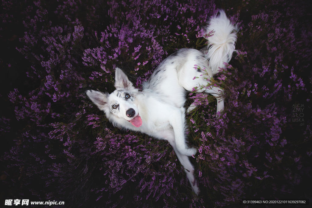 动物 宠物 狗 猫