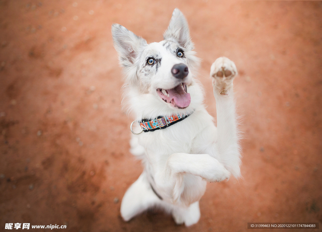 动物 宠物 狗 猫