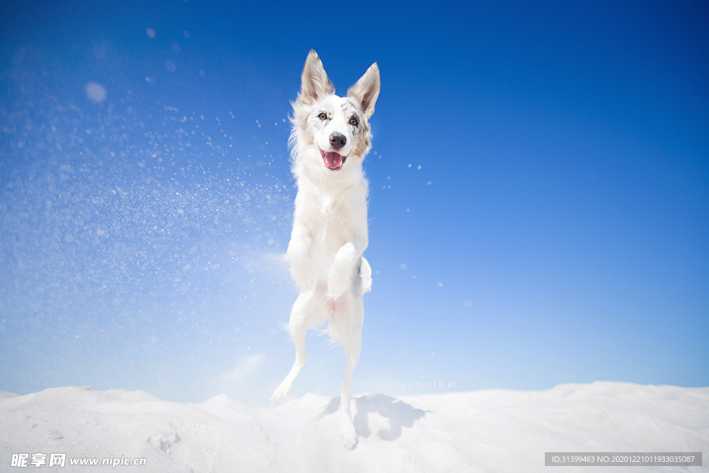 动物 宠物 狗 猫