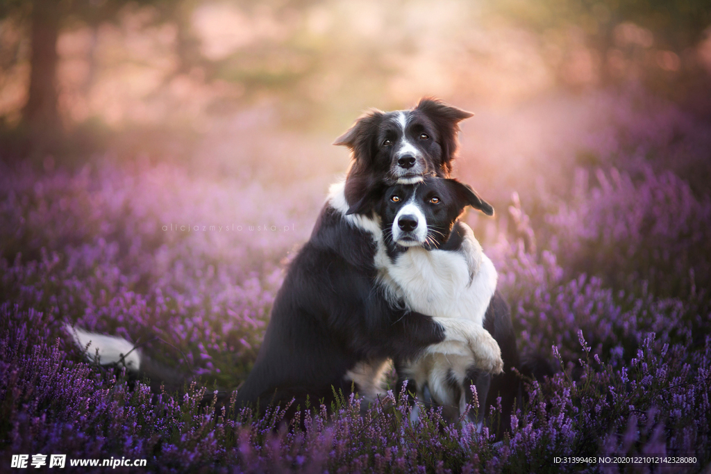动物 宠物 狗 猫