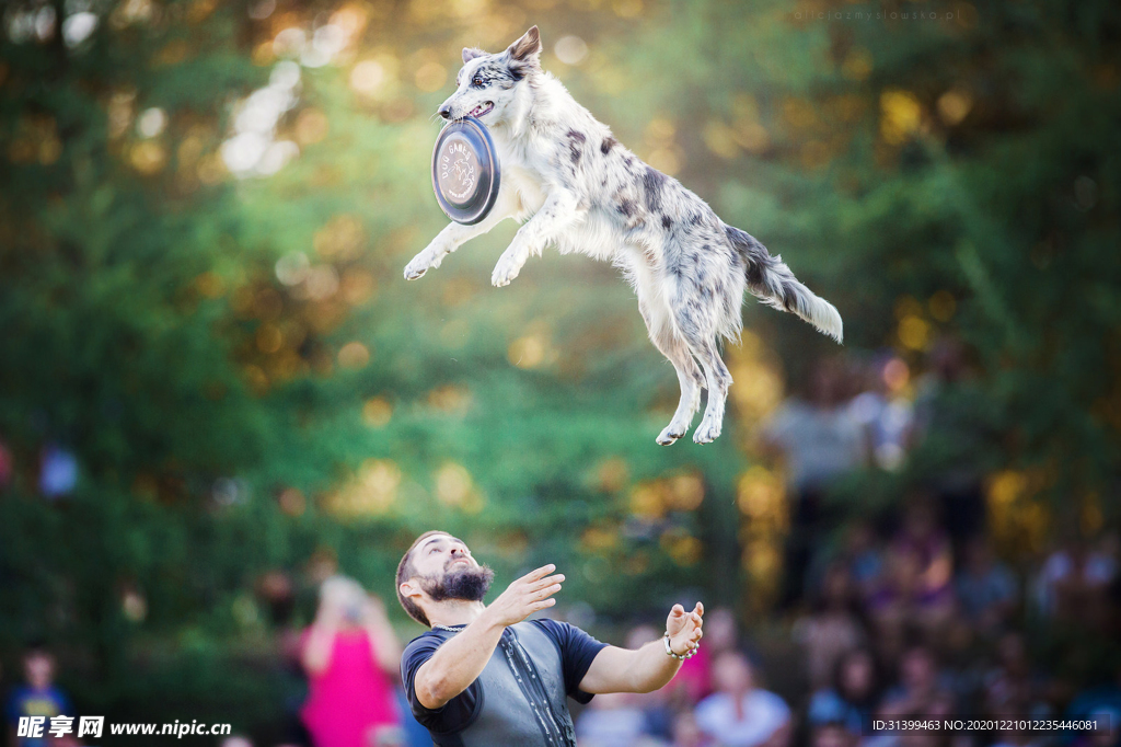 动物 宠物 狗 猫