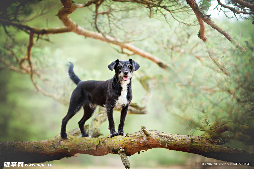 动物 宠物 狗 猫