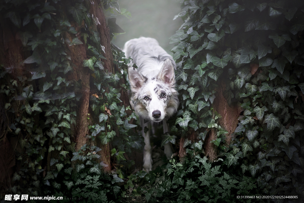 动物 宠物 狗 猫