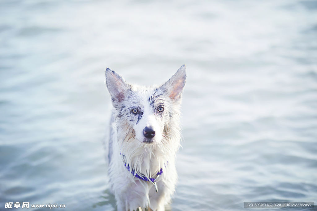 动物 宠物 狗 猫