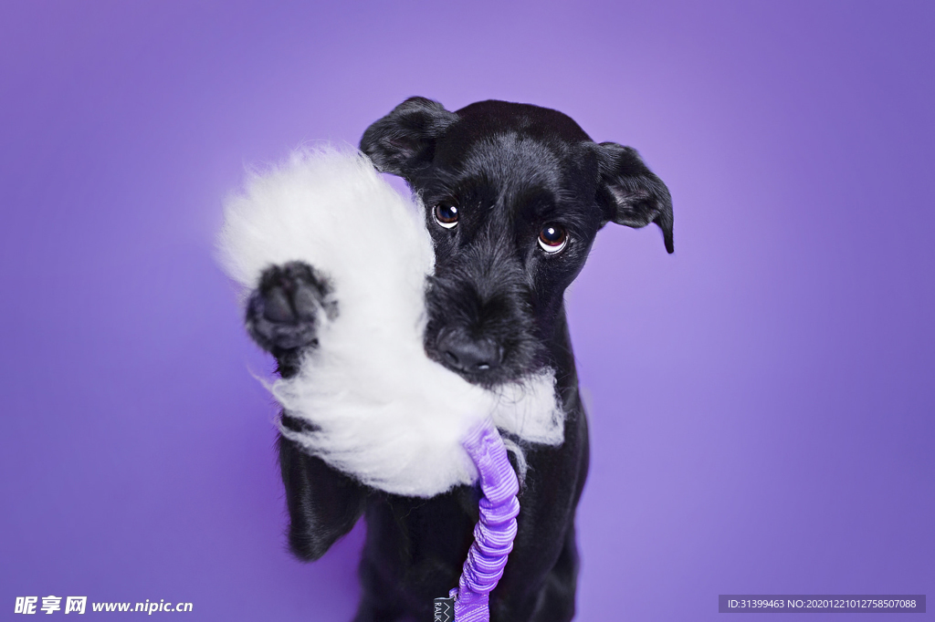 动物 宠物 狗 猫