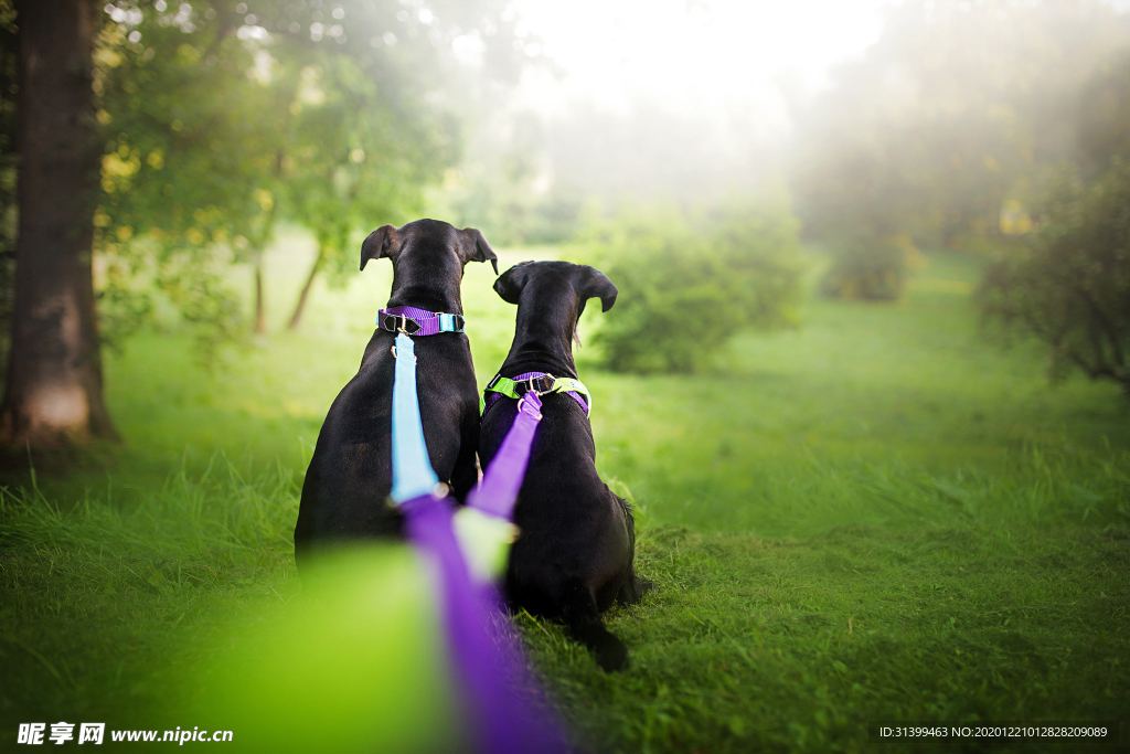 动物 宠物 狗 猫