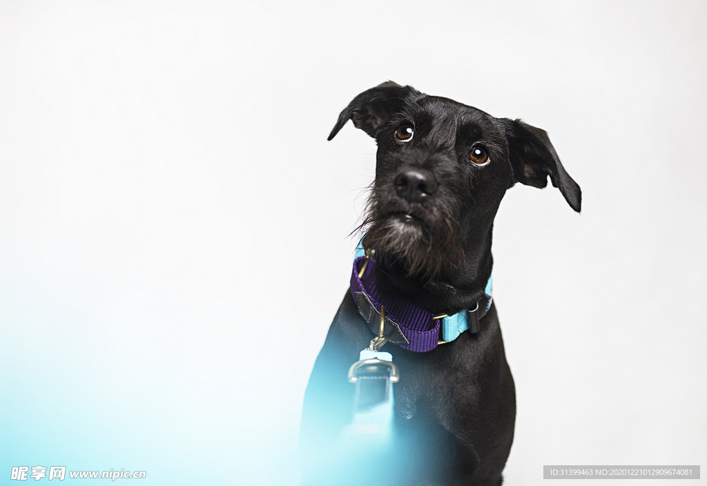 动物 宠物 狗 猫