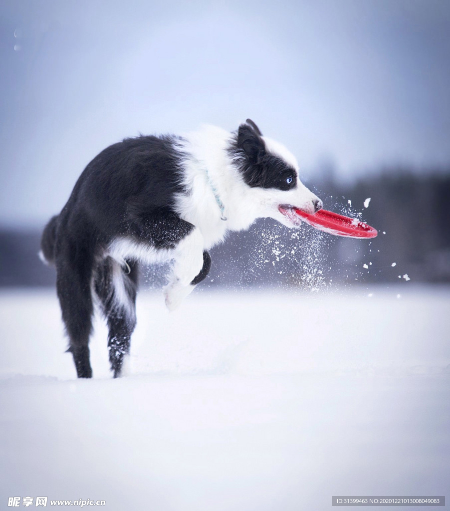 动物 宠物 狗 猫