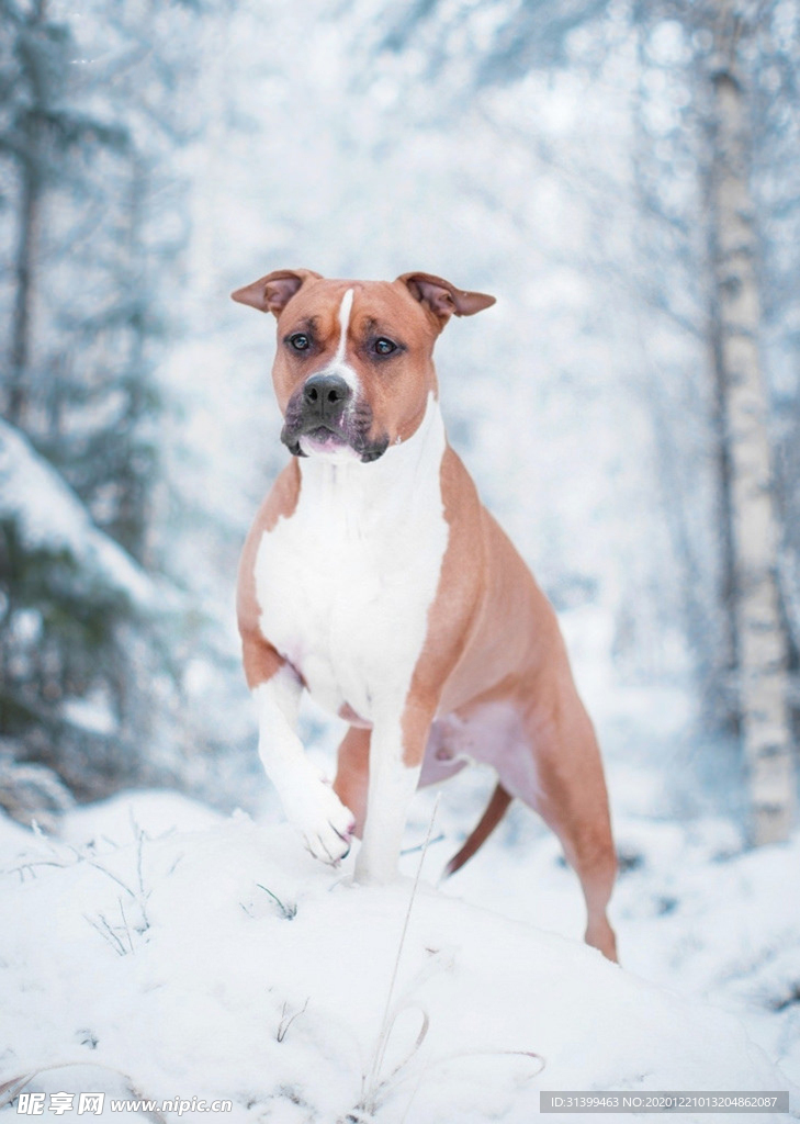 动物 宠物 狗 猫