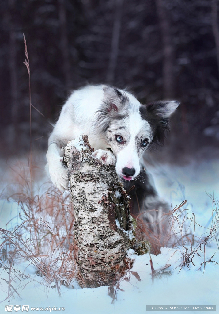 动物 宠物 狗 猫