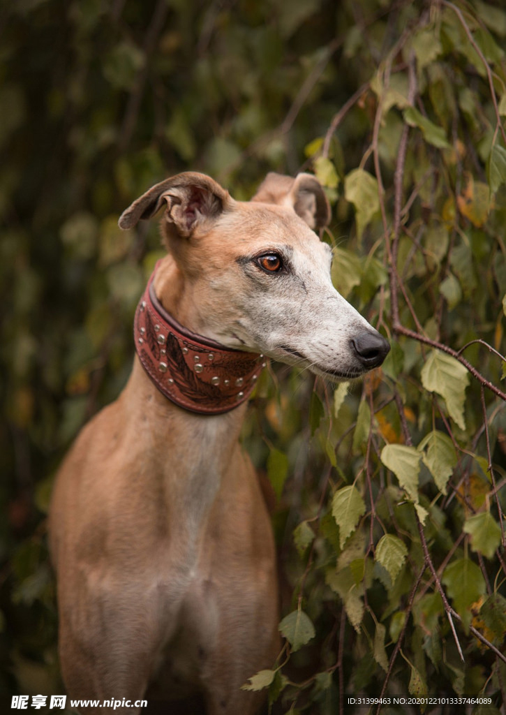 动物 宠物 狗 猫