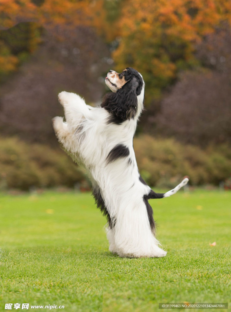 动物 宠物 狗 猫