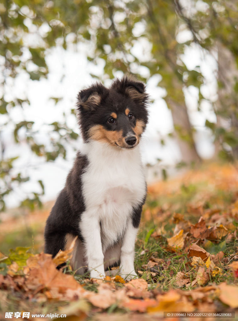 动物 宠物 狗 猫