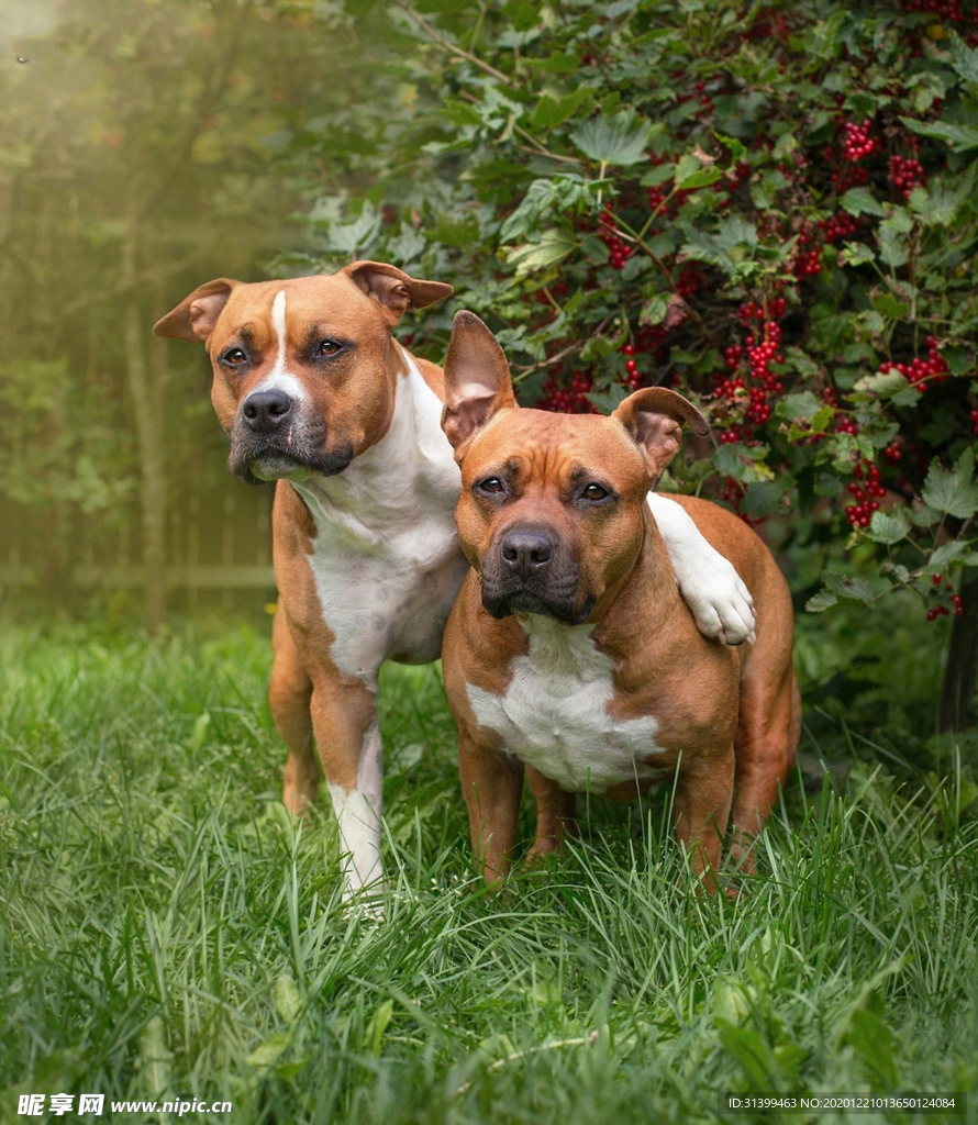 动物 宠物 狗 猫