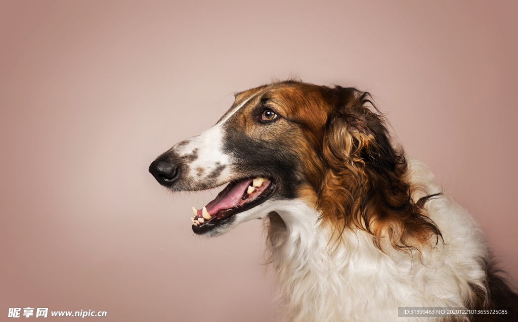 动物 宠物 狗 猫