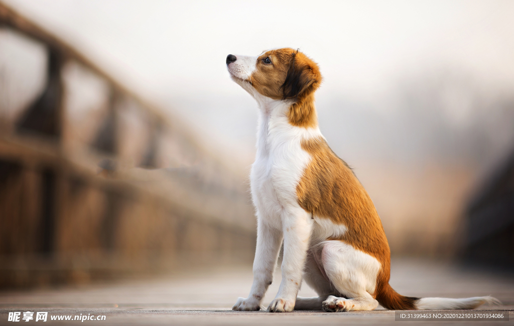 动物 宠物 狗 猫