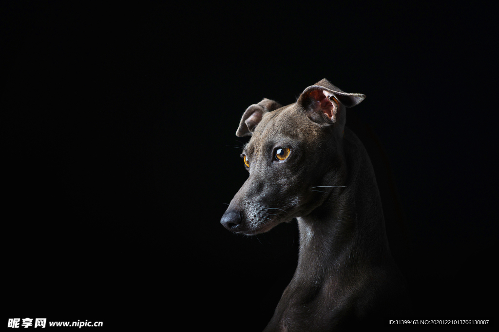 动物 宠物 狗 猫