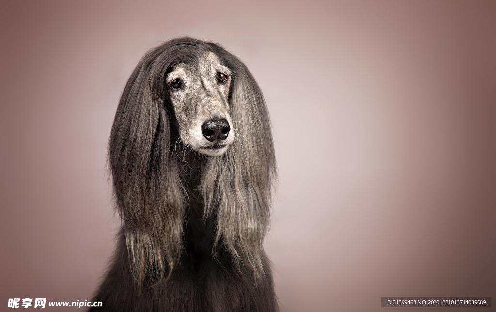 动物 宠物 狗 猫