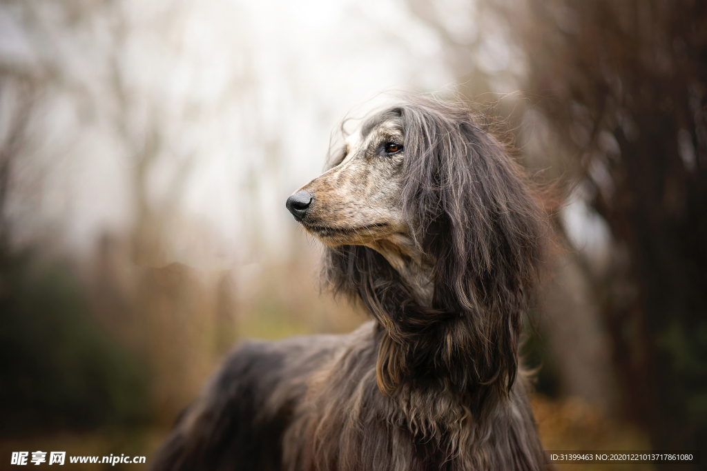 动物 宠物 狗 猫