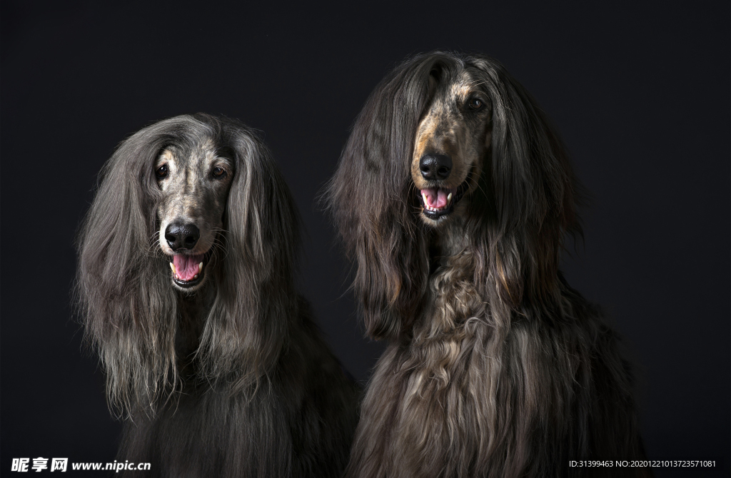 动物 宠物 狗 猫