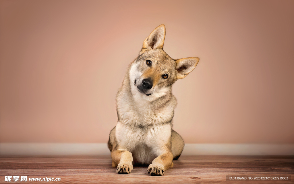 动物 宠物 狗 猫