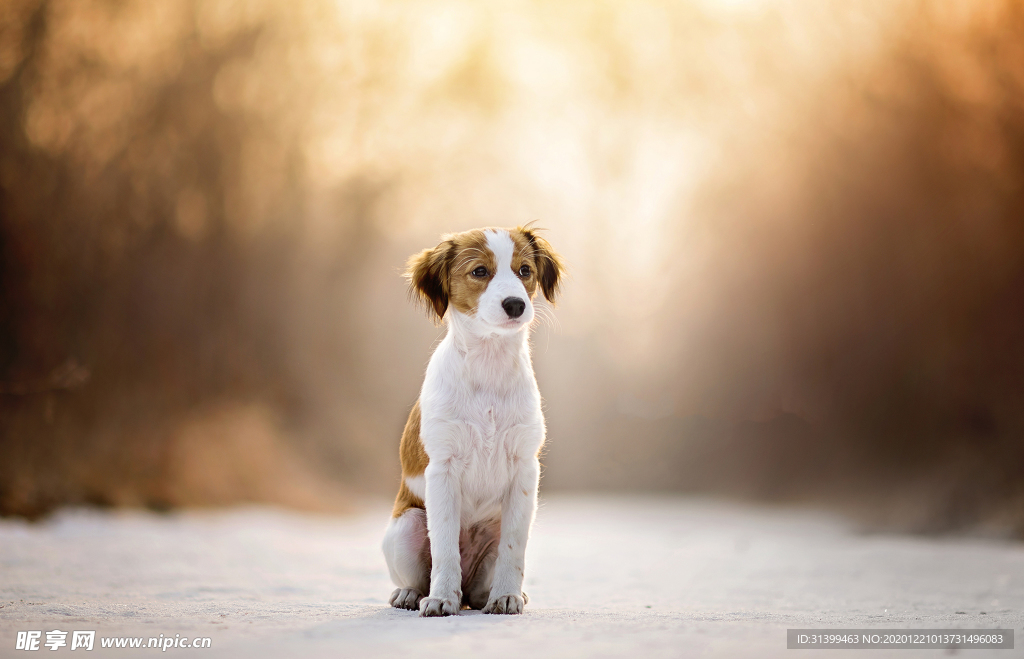 动物 宠物 狗 猫