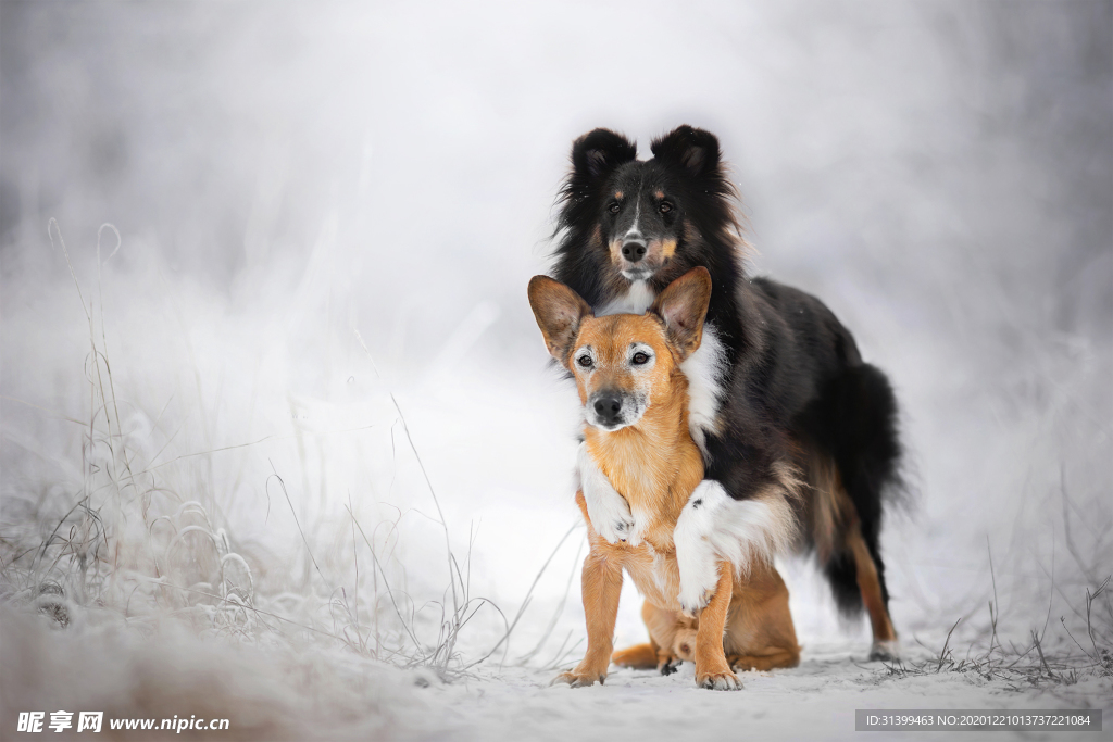 动物 宠物 狗 猫