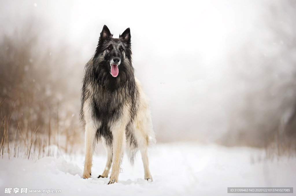 动物 宠物 狗 猫