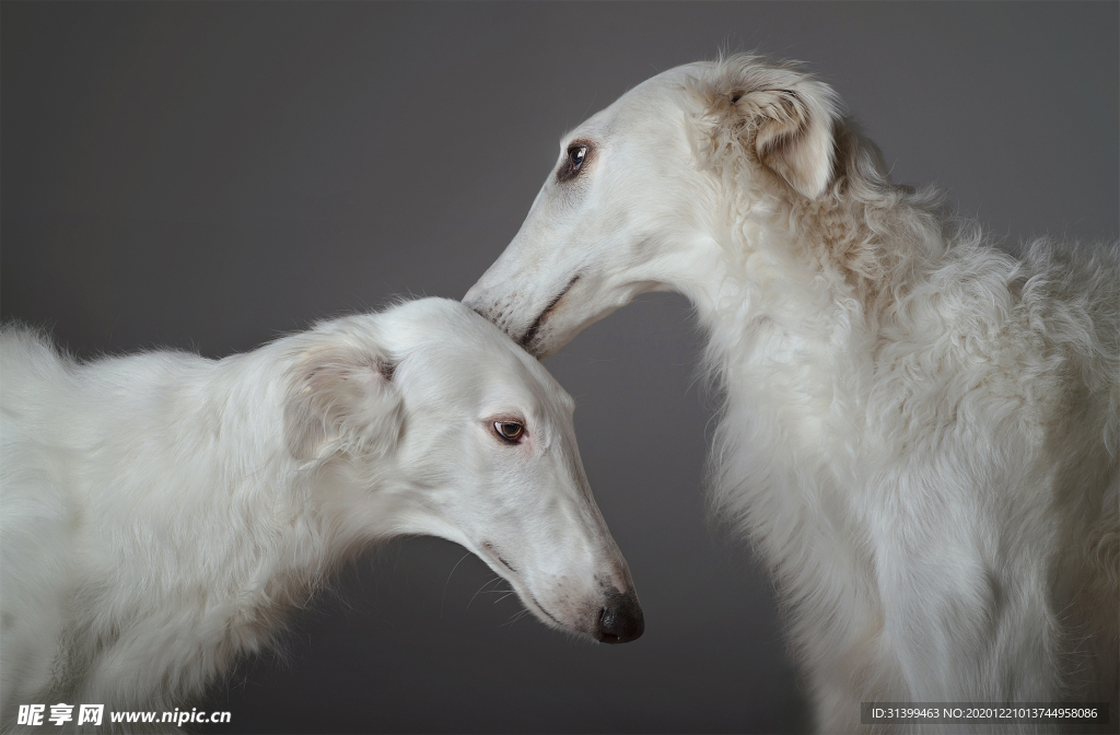 动物 宠物 狗 猫