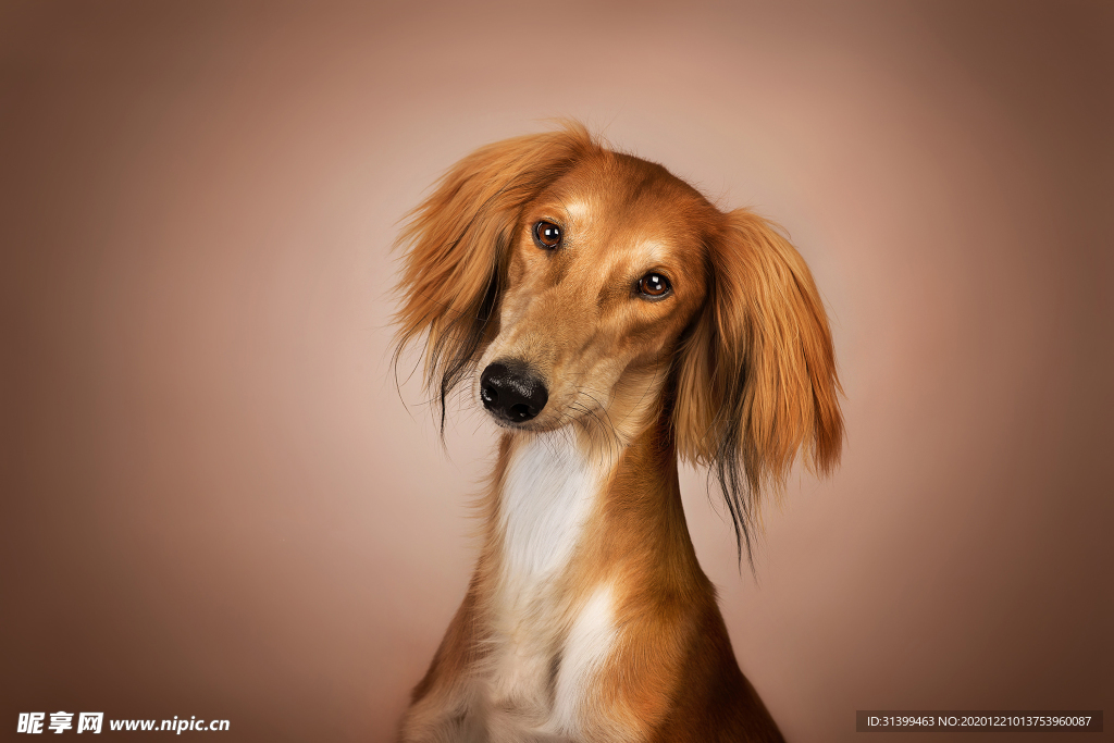 动物 宠物 狗 猫