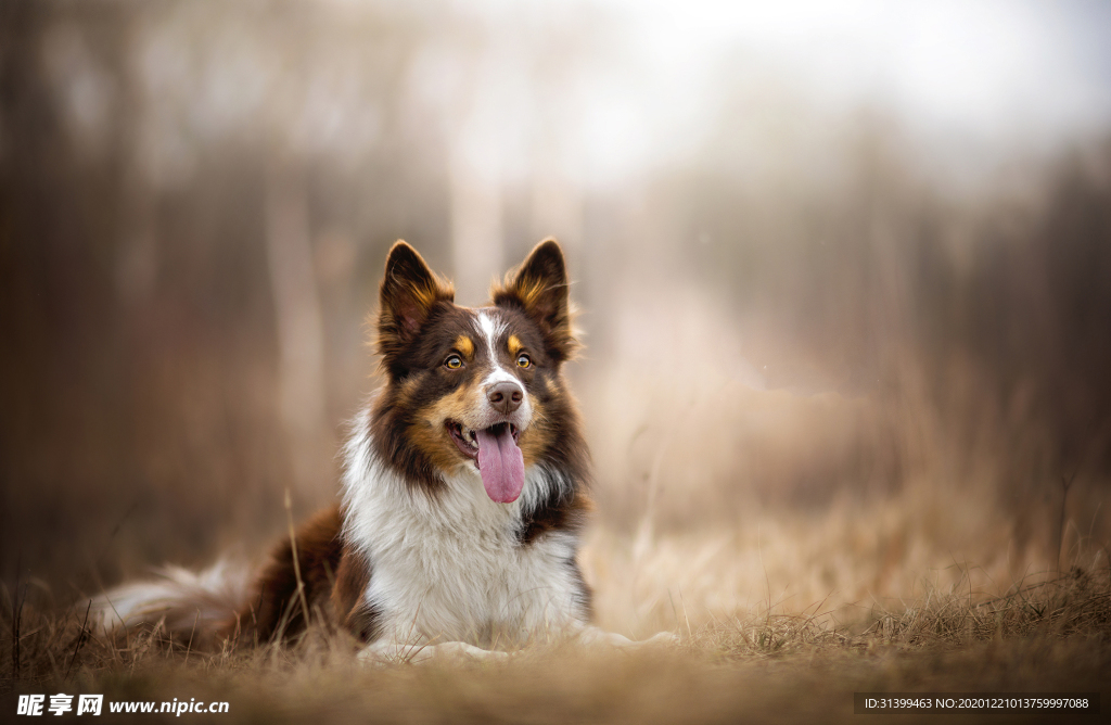 动物 宠物 狗 猫
