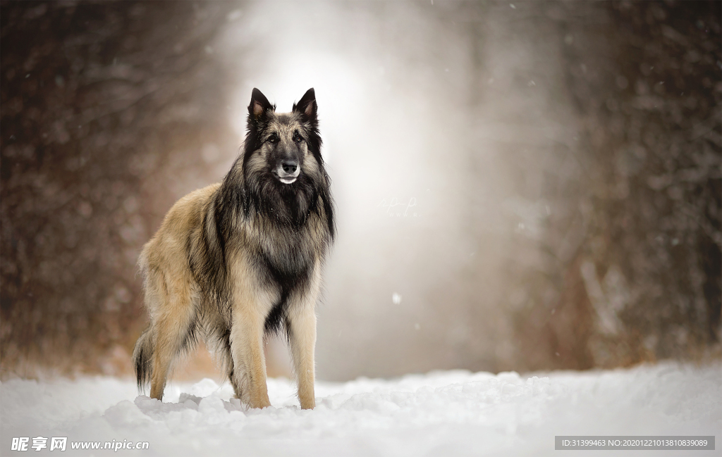 动物 宠物 狗 猫