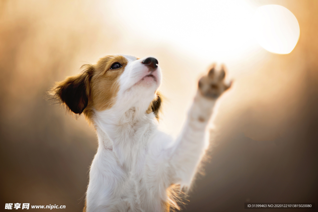 动物 宠物 狗 猫