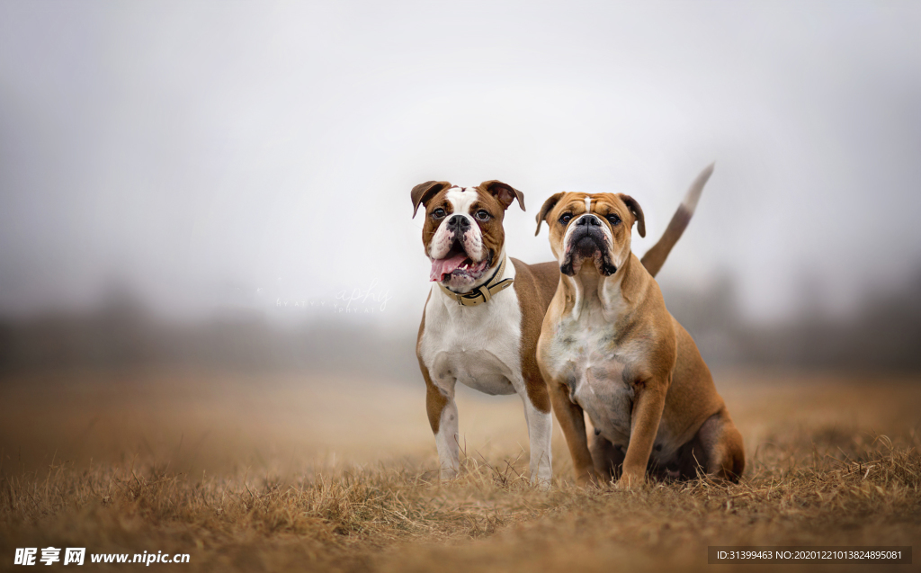 动物 宠物 狗 猫