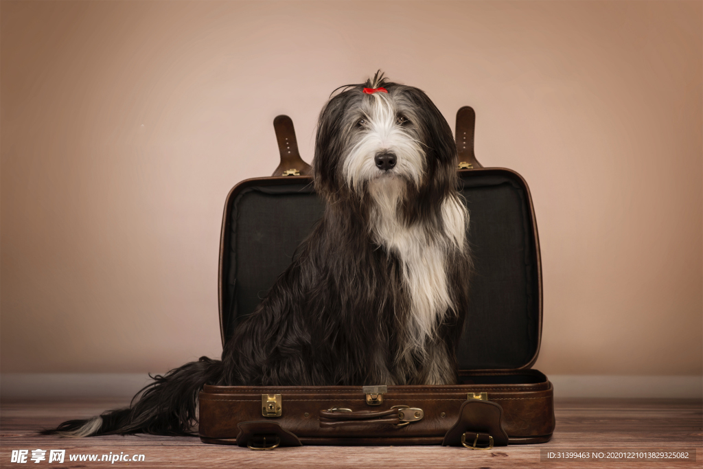 动物 宠物 狗 猫