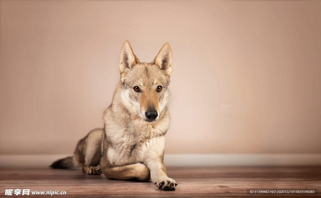 动物 宠物 狗 猫