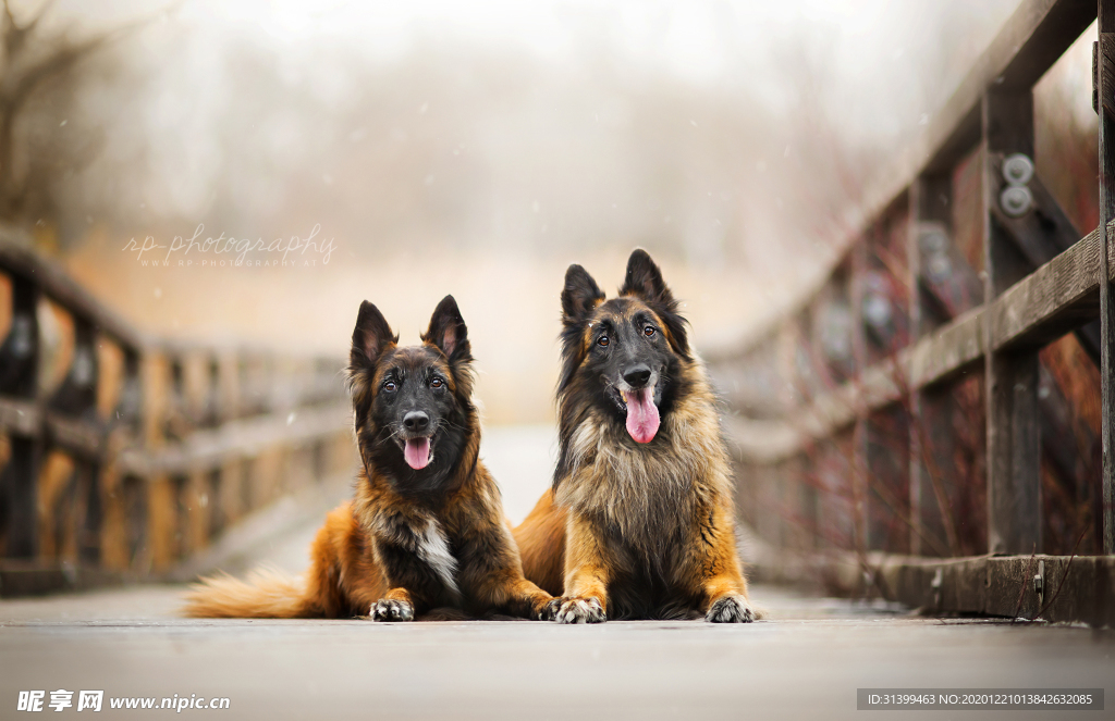 动物 宠物 狗 猫