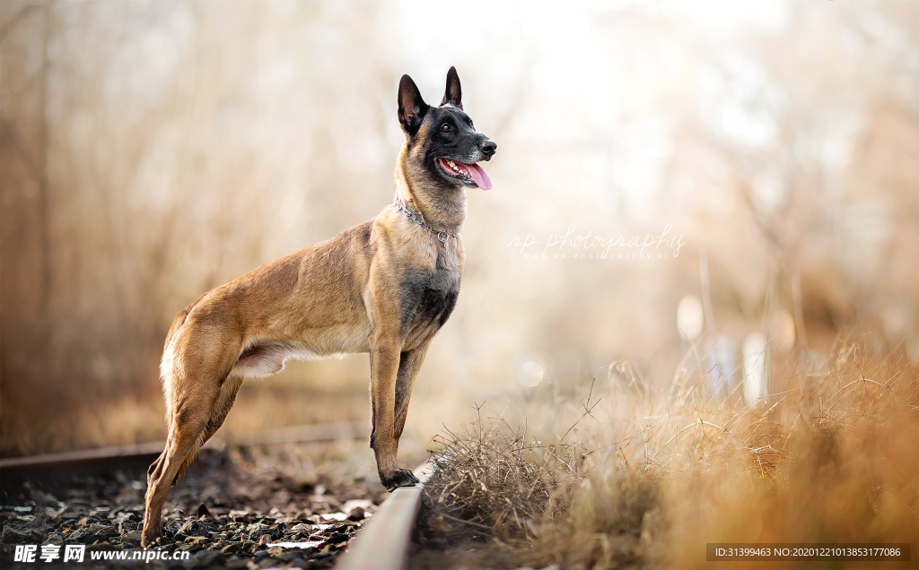 动物 宠物 狗 猫