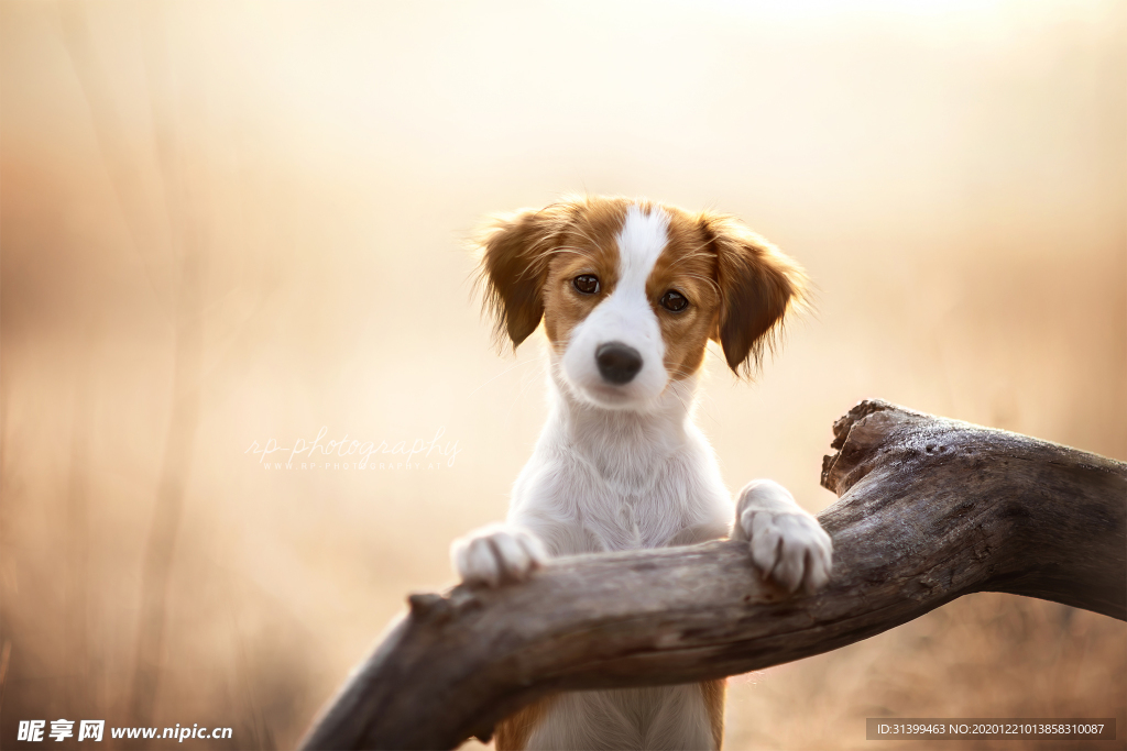 动物 宠物 狗 猫