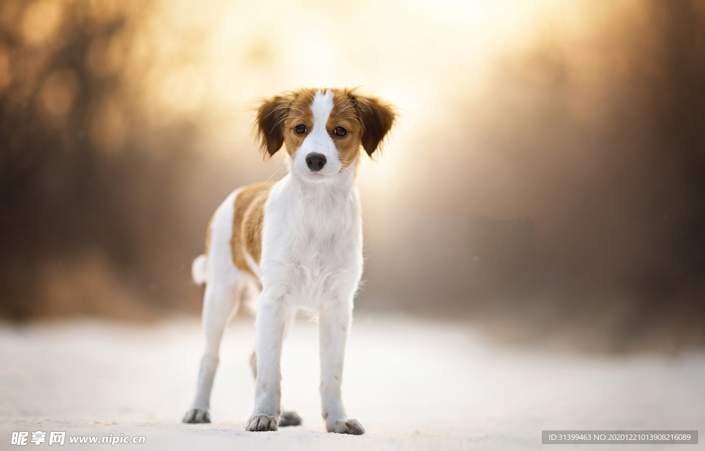 动物 宠物 狗 猫