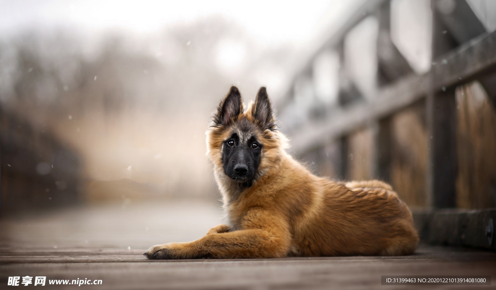 动物 宠物 狗 猫