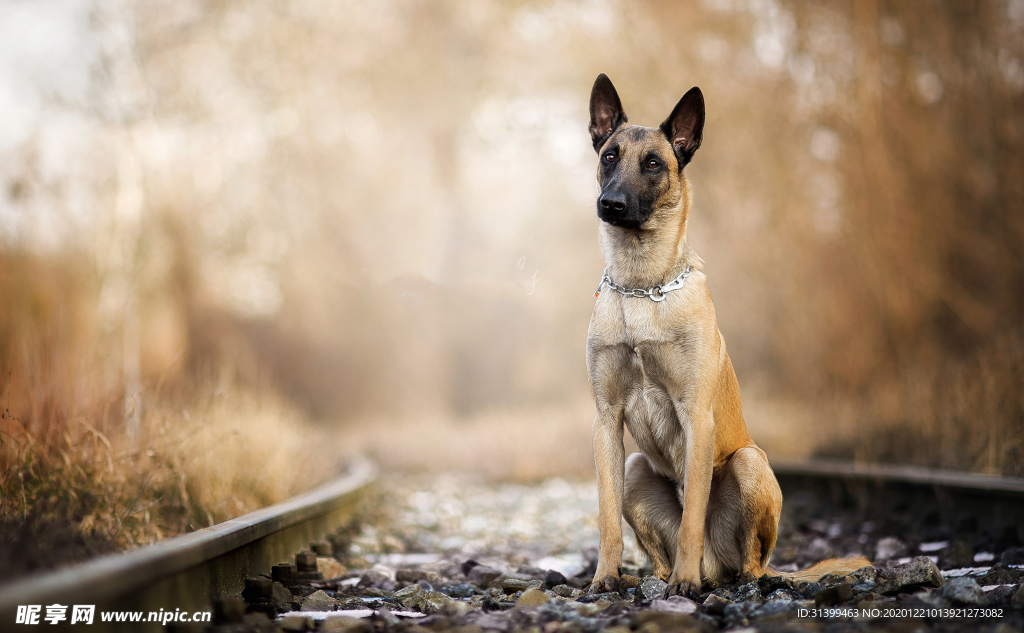 动物 宠物 狗 猫