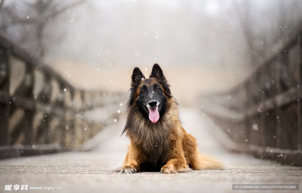 动物 宠物 狗 猫