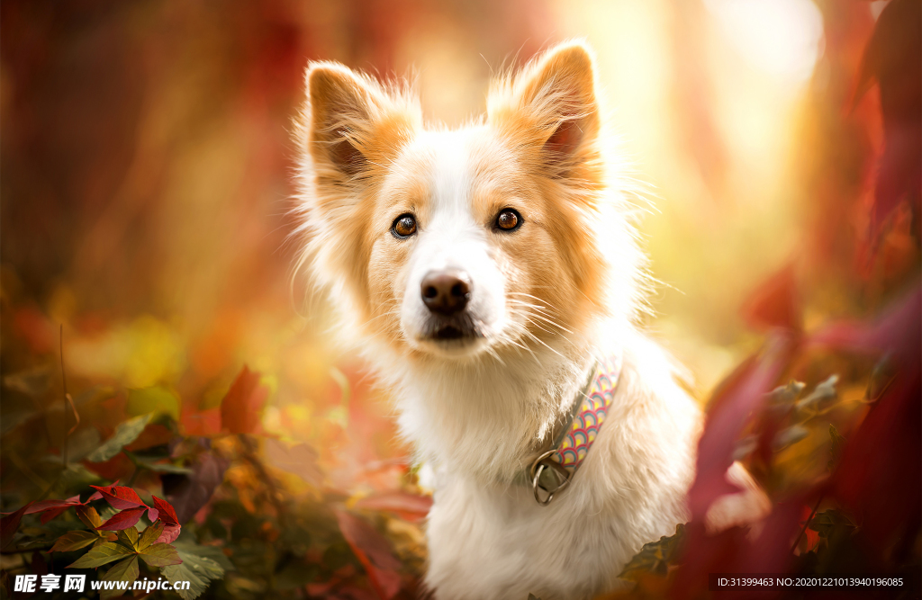 动物 宠物 狗 猫