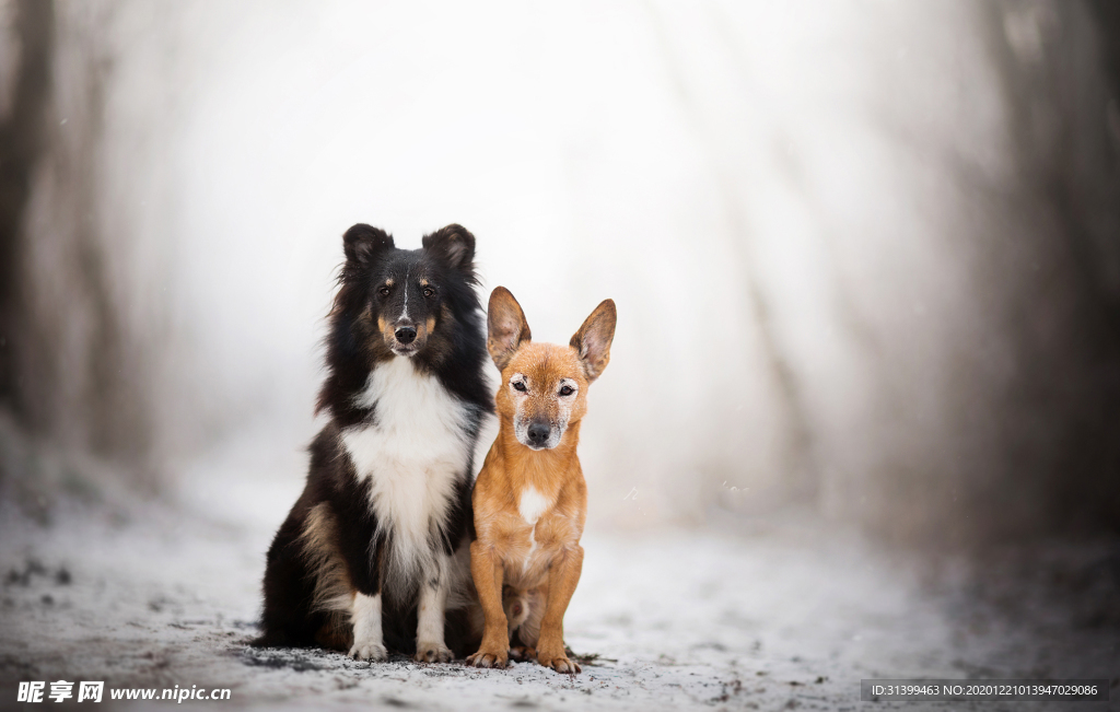 动物 宠物 狗 猫